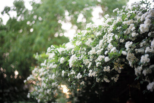 白色木香花盛开