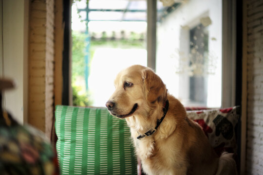 金毛猎犬小摩卡