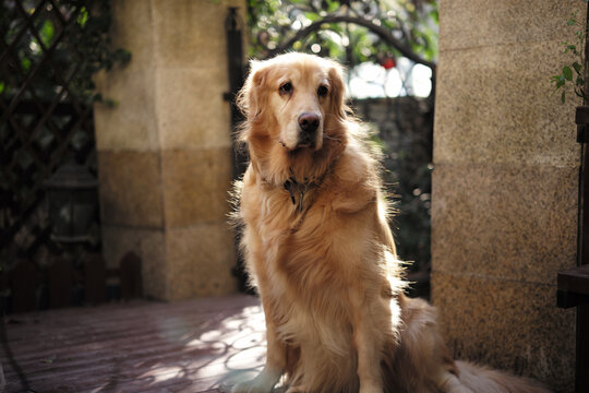 阳光下的金毛猎犬小摩卡