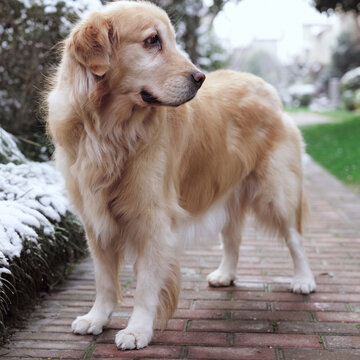 金毛猎犬小摩卡