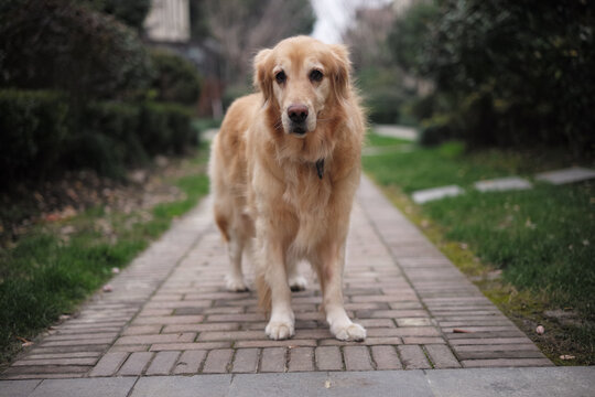 金毛猎犬小摩卡