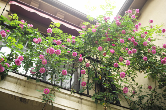 开满蔷薇花的阳台