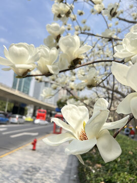 白玉兰花