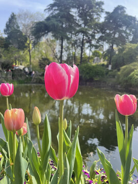 郁金香特写