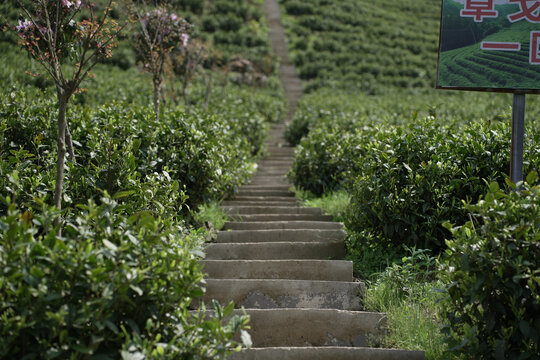 春茶茶园石板路