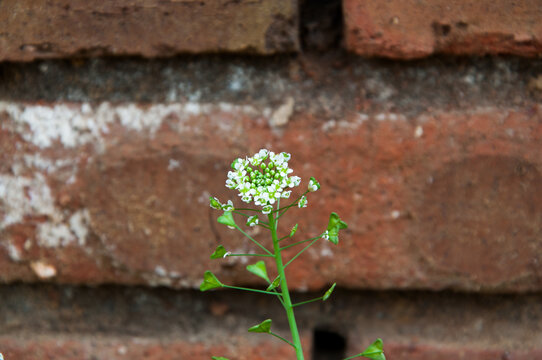 荠菜花