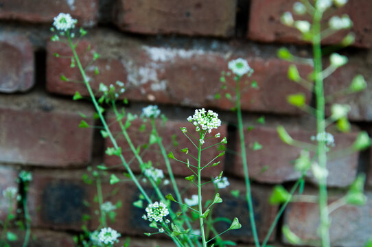 荠菜花