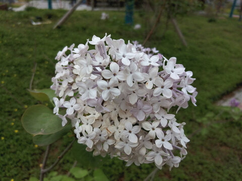 丁香花