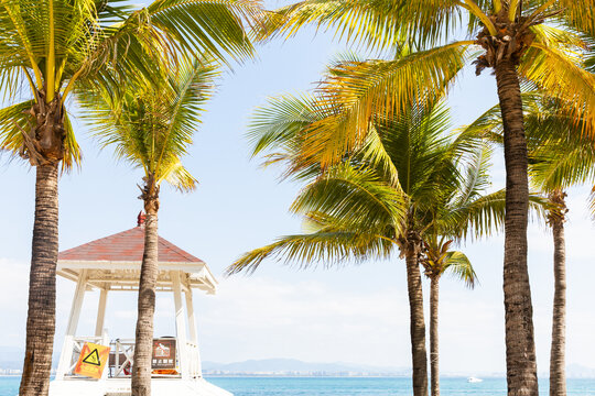 海南三亚西岛上椰子树与沙滩风光