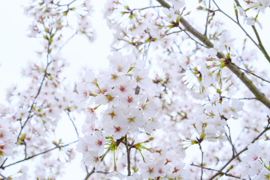 樱花