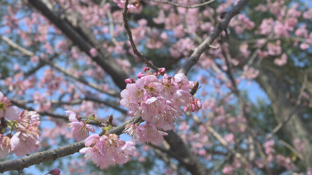 蜂探桃花