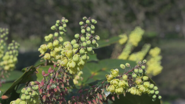 无名花与蜜蜂