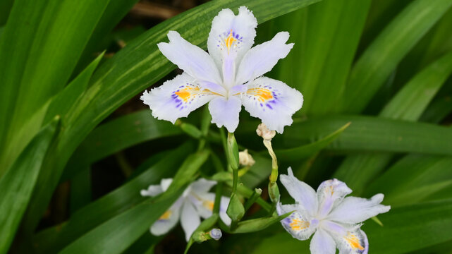 蝴蝶鸢尾花