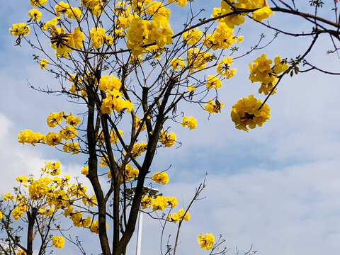 风铃花开