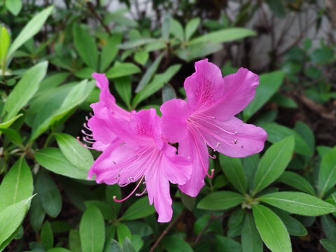 杜鹃花朵