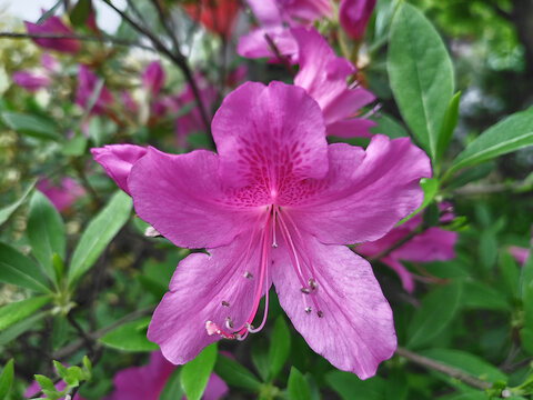 杜鹃花特写