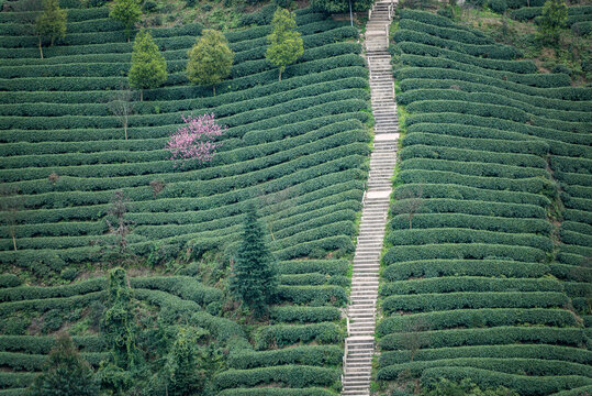 春茶采摘季