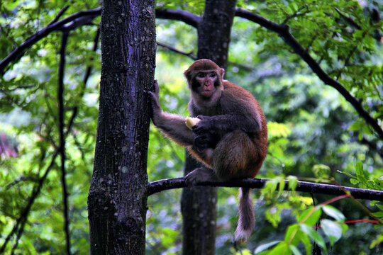 树上觅食的猴子