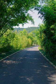 竹林道路