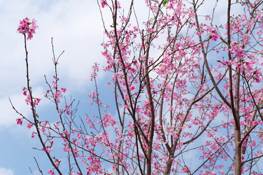 粉色樱花