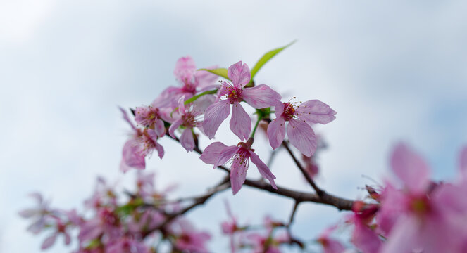 粉色樱花