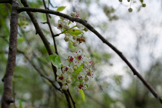 梨花