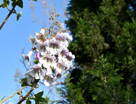 梧桐花