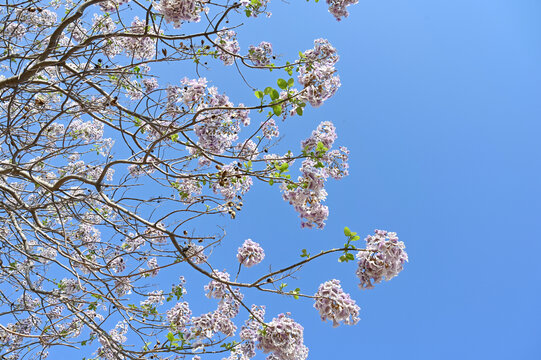 梧桐树花