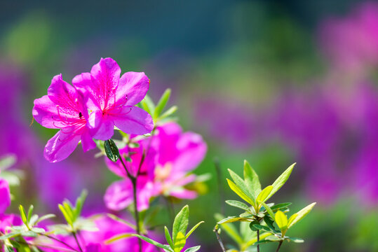 杜鹃花特写