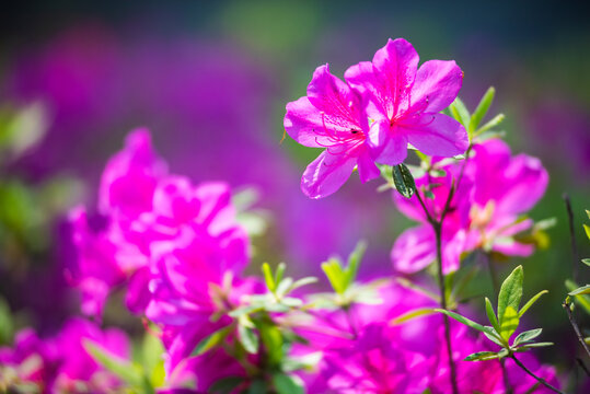 杜鹃花特写