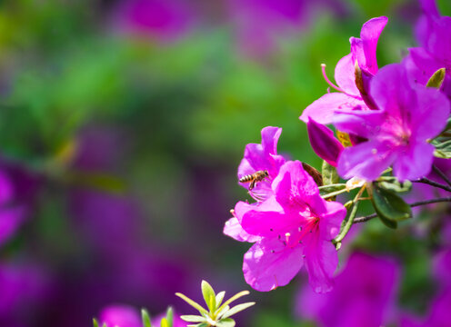 杜鹃花蜜蜂