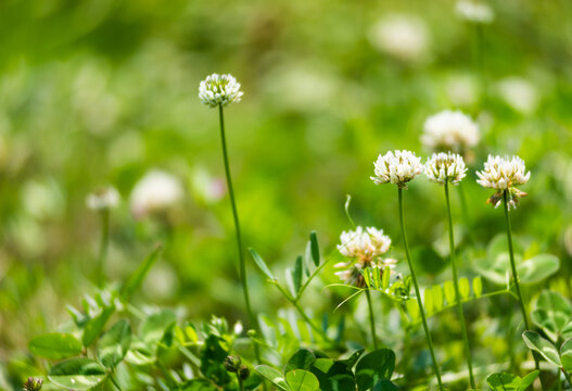 白花三叶草特写