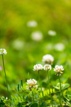 白花三叶草特写