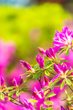 杜鹃花特写