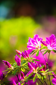 杜鹃花特写