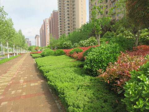 市政绿化