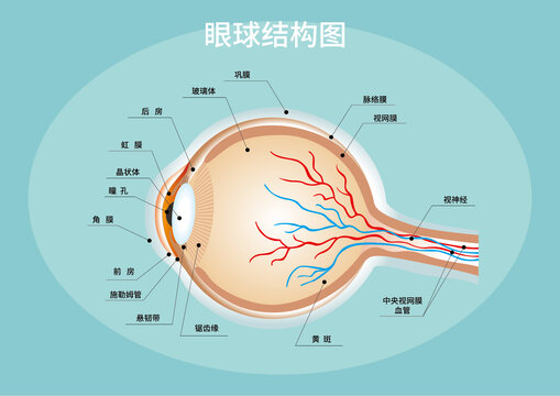 眼球结构图