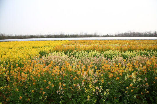 油菜花田