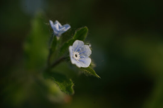 紫色斑种草花特写