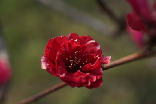 红色桃花特写