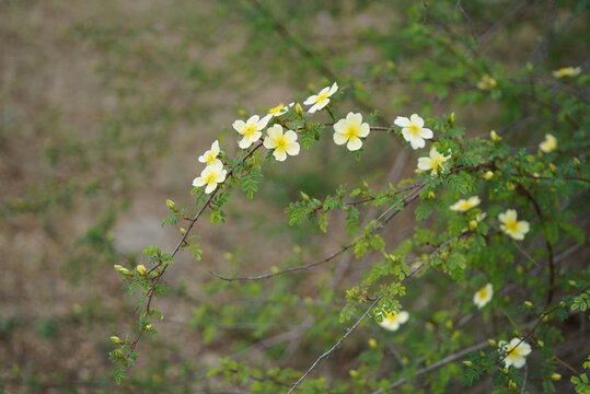 黄蔷薇花
