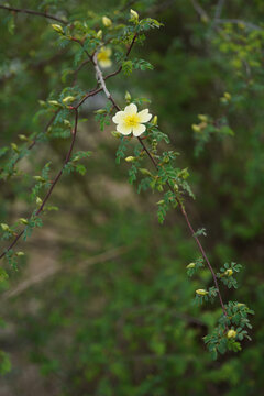 黄蔷薇花