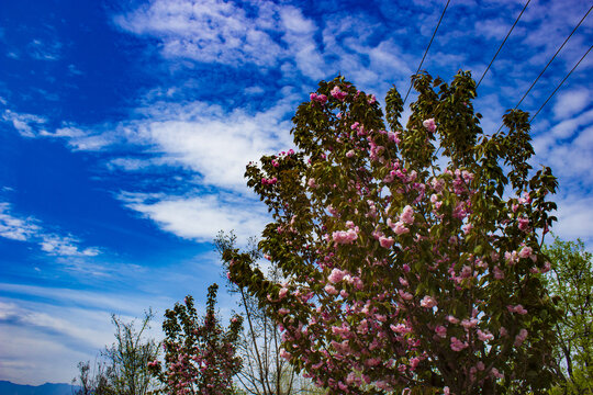 蓝天下的樱花树
