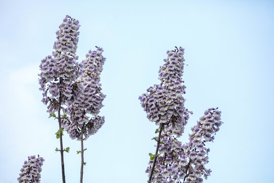 泡桐树开花