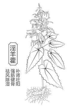 淫羊藿线稿