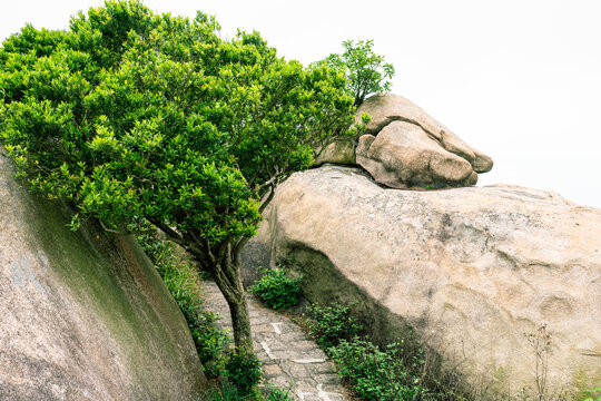 一颗长在岩石上的树