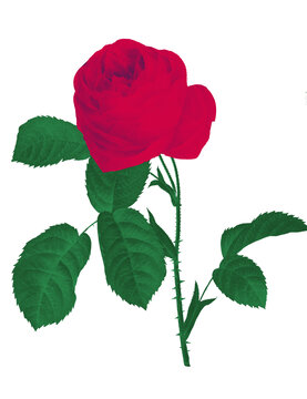红色玫瑰水彩风花卉免扣素材
