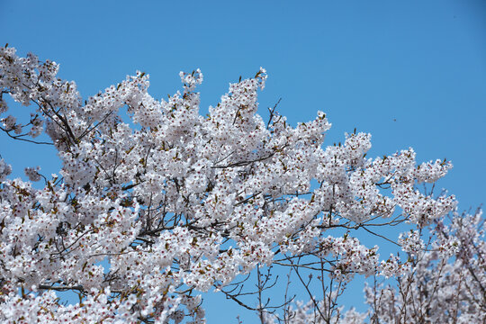 樱花