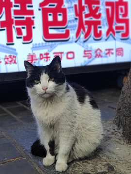 家猫