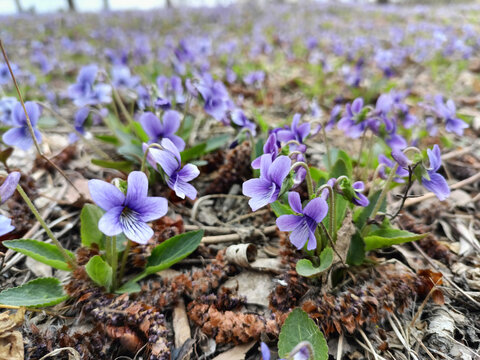 紫花地丁